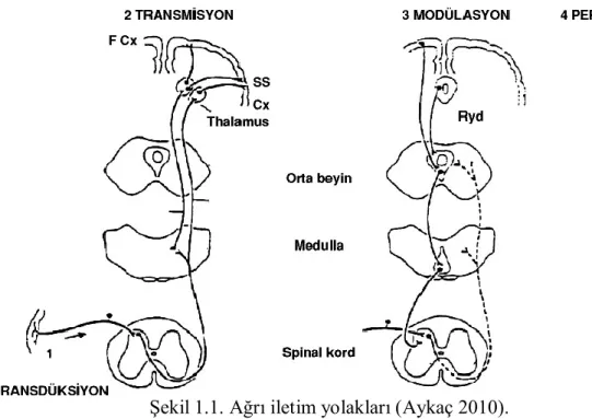 ġekil 1.1. Ağrı iletim yolakları (Aykaç 2010). 