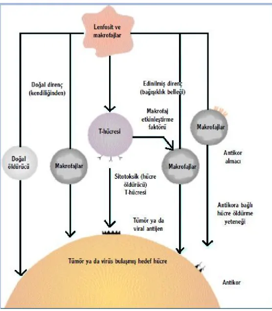 Şekil 3.4. Tümör ya da virüs bulaşmış hedef hücrelere karşı başlatılan bağışıklık hücrelerinin saldırıları  (Çırakoğlu, 2003) 