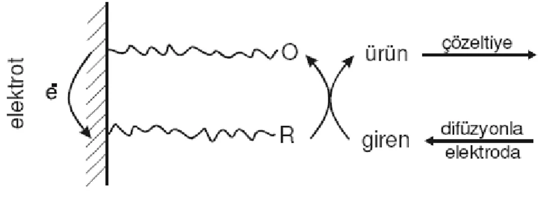 ġekil 1.11. Polimer filmiyle modifiye edilmiş bir elektrottaki yük alışverişi 