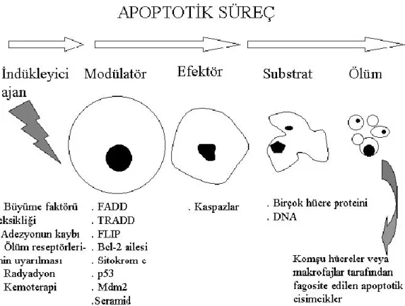 Şekil 2.3. Apoptozisin genel görünümü 