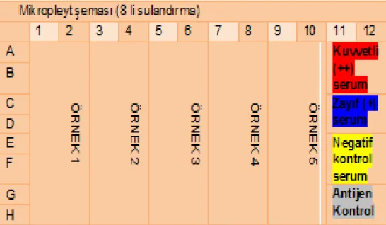 Çizelge 2.3. Örnek ELISA verileri   