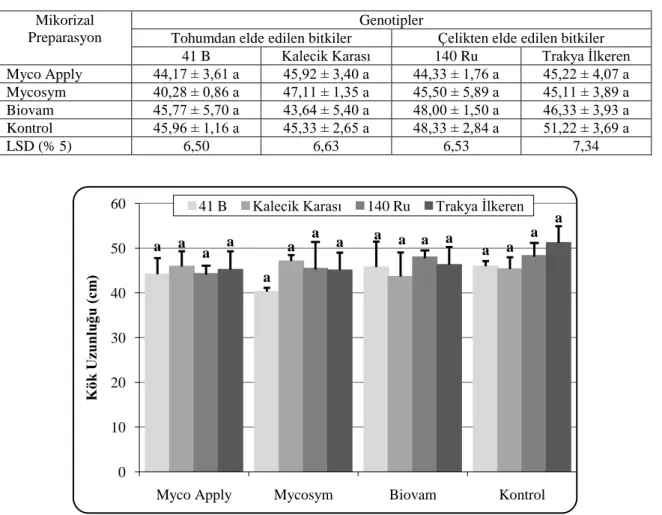 Çizelge 4.6. MP uygulamalarının genç asmalarda kök uzunluklarına etkileri  Mikorizal 