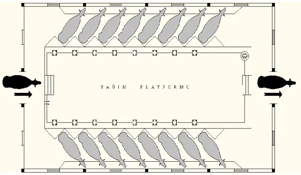 Şekil 2.3. Balıksırtı şeklinde planlanan sağım ünitesi taban planı  (2 x 8). 