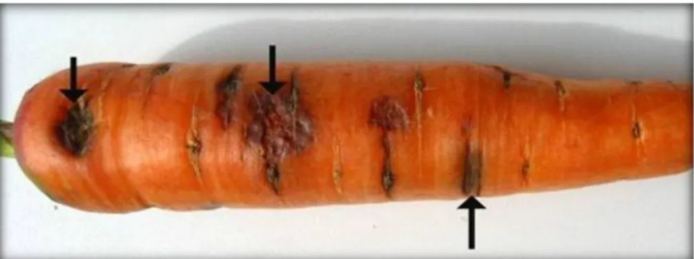 Şekil 4. 8 . Rhizoctonia carotae'nin havuç üzerindeki deformasyonu.(Anonim 2012) 