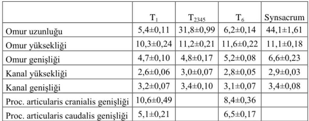 Çizelge 3: Kaya Kekliğinde thoracal ve lumbosacral vertebralara ait morfometrik  ölçümler (mean±SE)