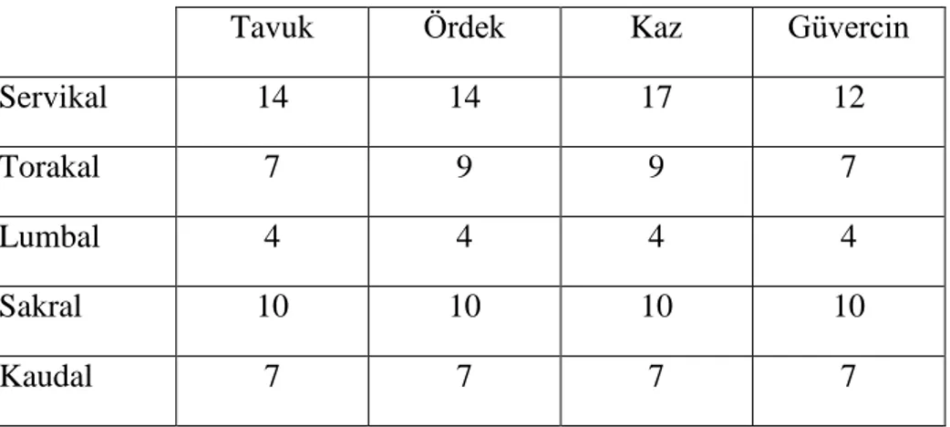 Çizelge 1. Kanatlılarda Columna Vertebrealis’teki omur sayıları  