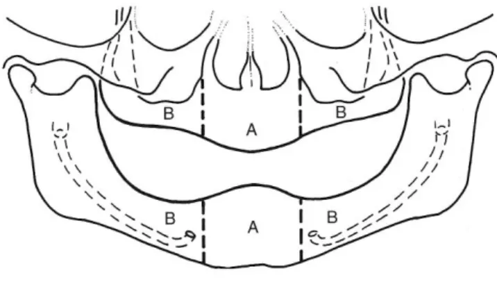 ġekil 1.5. Tip 2 divizyon A, B ark (Misch 2005). 