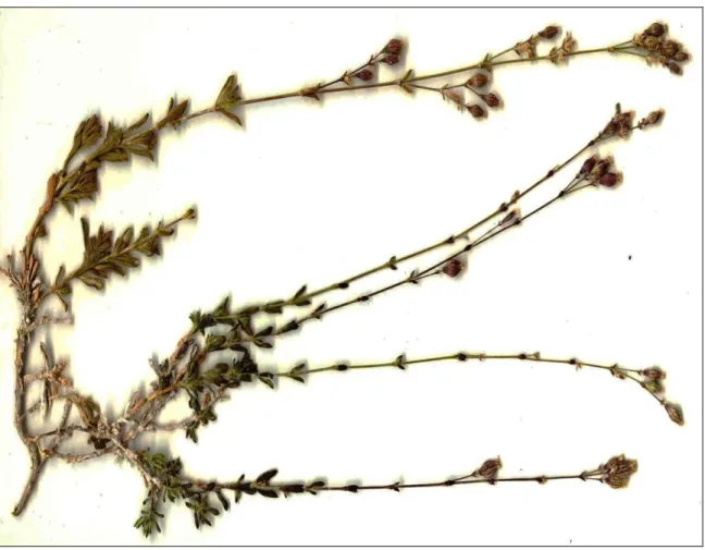 ġekil 3.1. Silene salsuginea Hub.-Mor. bitkisinin genel görünümü (Doç. Dr. Osman Tugay’ ın 5487 nolu  bitki resmidir)
