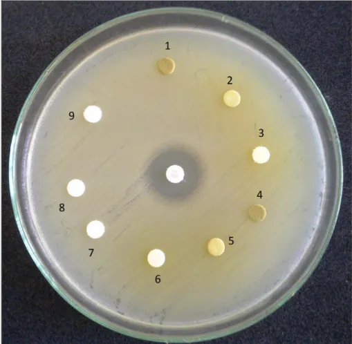 ġekil 4.1. Silene salsuginea Hub.-Mor. ekstraktlarının Escherichia coli ATCC 25922 üzerine  antibakteriyal etkisi 
