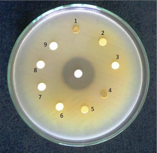 ġekil 4.3. Silene salsuginea Hub.-Mor. ekstraktlarının Baccillus cereus ATCC 11778 üzerine  antibakteriyal etkisi 