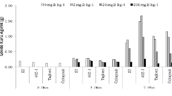 Şekil 4.3. 602-1, S-2, Taşkent ve Özkaynak bezelye genotiplerinin gövde kuru ağırlık değerleri (g bitki -1 ) 
