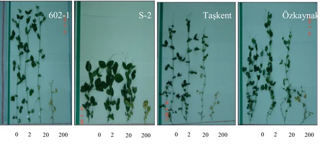 Şekil  4.7.  602-1,  S-2,  Taşkent  ve  Özkaynak  bezelye  genotiplerinin  bor  uygulamalarına  tepkilerinin  resimleri 