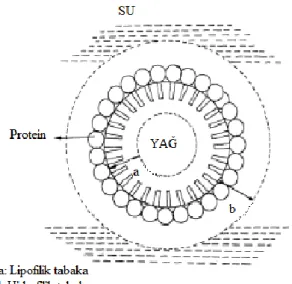 Şekil 2.1.Yağ/su tipi emülsiyon (Elizalde ve ark., 1988). 