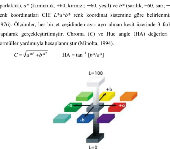 Şekil 3.2. CIE L*, a*, b* renk koordinat sistemi. 