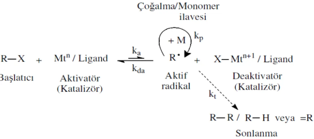 Şekil 2.4. ATRP’ nin genel reaksiyon mekanizması 
