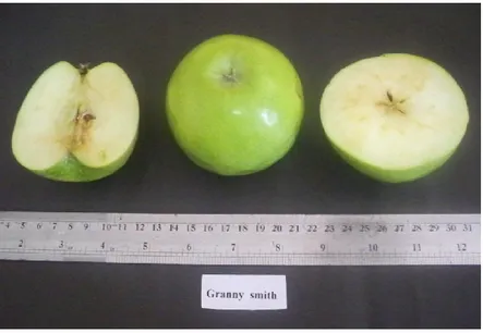 Şekil 3.3 (b). Granny Smith elma çeşidi 