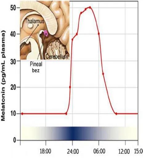 ġekil 7. Pineal bez ve melatoninin saatlere göre plazma düzeylerindeki değiĢim  grafiği 