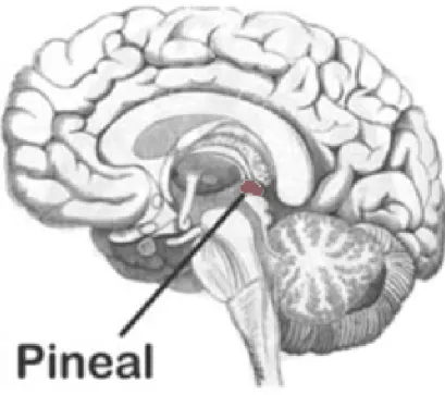 ġekil 1. Pineal bezin beyindeki yerleĢimi 