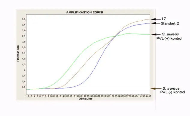 Şekil 4.4.  S. aureus suşlarının PVL gen bölgesinin Real-Time PCR ürünlerinin amplifikasyon eğrisi 
