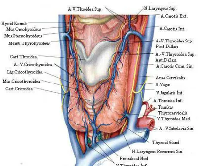 Şekil 1.1.Troid bezinin anatomisi   (Skandalakis ve ark 1995, Ede 2006)                                                                                Mikroskopik  olarak  tiroit;  20–40  folikülden  oluĢan  lobüllere  bölünmüĢtür