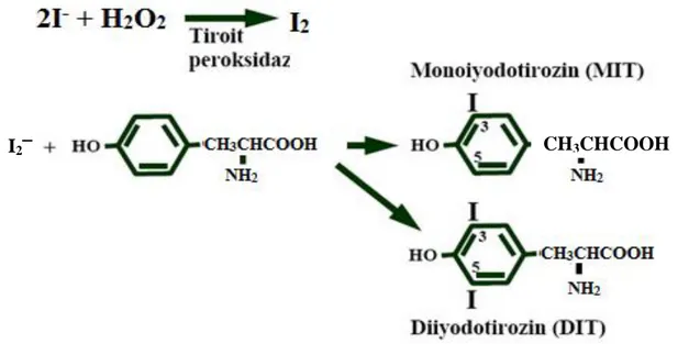 Şekil 1.2. Monoiyodotirozin (MIT) ve Diiyodotirozin (DIT) oluşumu (Ede  2006). 