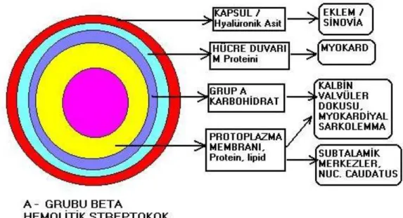 Şekil  1.1.  A  grubu  streptokokların  hücre  duvarının  Ģematik  görünümü  ve  çapraz reaksiyon veren yapılar (www.cocukkardiyoloji.org 2011)  