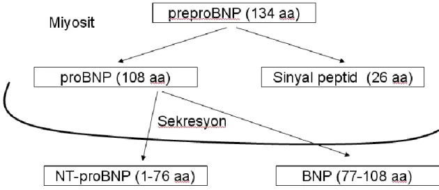Şekil 1.4. Brain natriüretik peptidin (BNP) kalp kası hücresinden sekresyonu.  (aa= aminoasit, NTproBNP) (Anonim) 