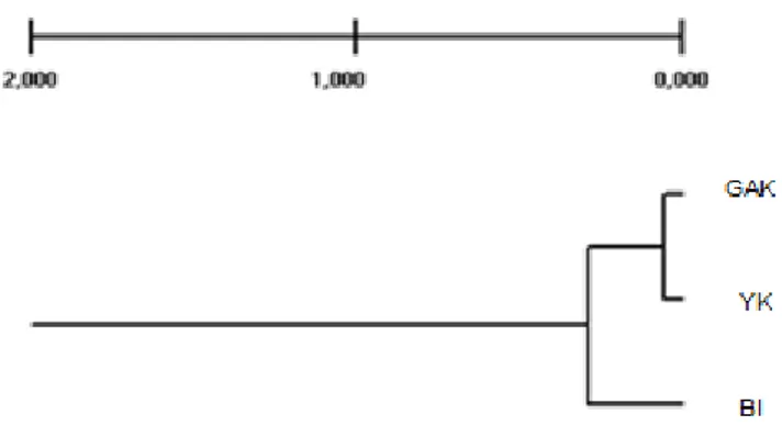 Şekil 3.4. Irkların filogenetik karşılaştırılmasını gösteren agaç (TFPGA, version 1.3.8  programı ile (Miller 1997))