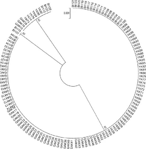 Şekil 3.5. Çalışmada kullanılan tüm bireylerin  karşılaştırılmasını gösteren dairesel  ağaç ( Mega 5;  Kimura 2 parametresi ile (Tamura 2011))
