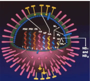 Şekil 1.2. İnfluenza virusunun yapısı (Aslan 2006, Akarsu 2009) 