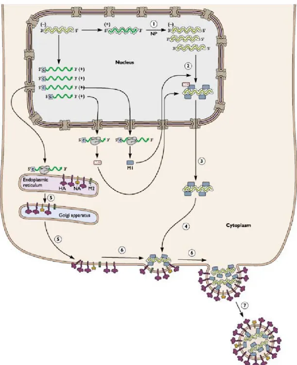 Şekil 1.3. İnfluenza virusunun replikasyonu (Aslan 2006). 
