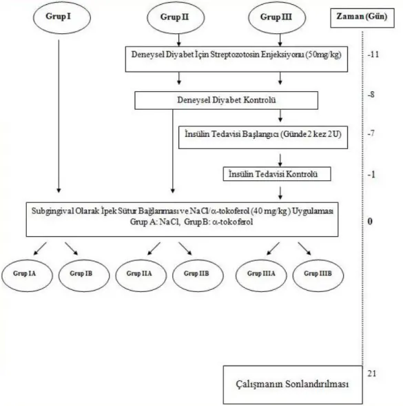 Şekil 2.1. Deneysel çalışma modeli. 