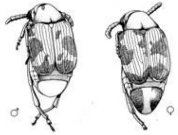 ġekil 3.2. Callosobruchus maculatus (F.) erkek ve diĢi bireylerinin görünüĢü (Brown ve   Downhower 1988) 