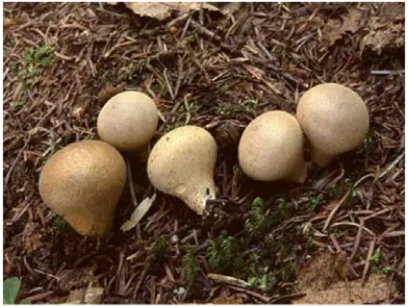 Şekil 21: Lycoperdon mammaeforme  Şekil 22: Lycoperdon molle 