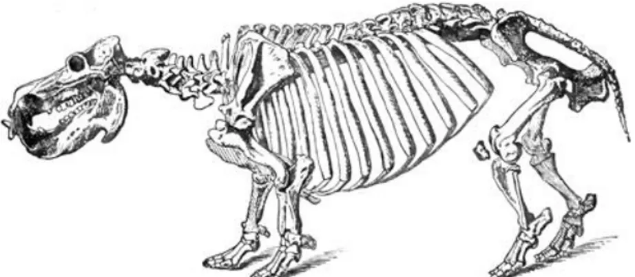 Figür 9: Cüce Suaygırı (Pigmy Hippopotamus) İskeleti 