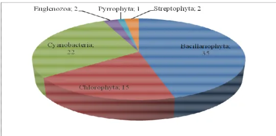 Şekil 5.1.1. Beykavağı Göleti’ nde Bulunan Alg Bölümlerinin Tür Sayıları 