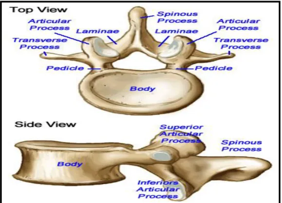 Şekil 2.3: İntervertebral foramenler 
