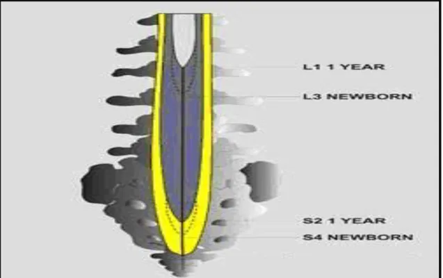 Şekil 2.8. Spinal sinir oluşumu 