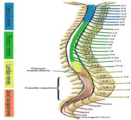 Şekil 2.9. Spinal sinir çiftleri 