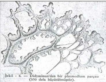 Şekil 4.1.3: Didyminun’den bir plazmodium parçası 