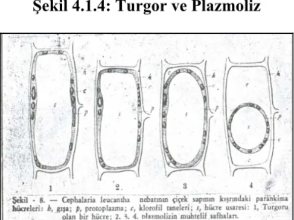 Şekil 4.1.4: Turgor ve Plazmoliz 