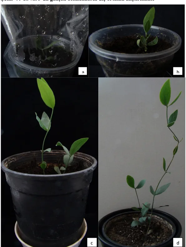 Şekil -9:  İn vitro’da gelişen bitkiciklerin dış ortama alıştırılması 
