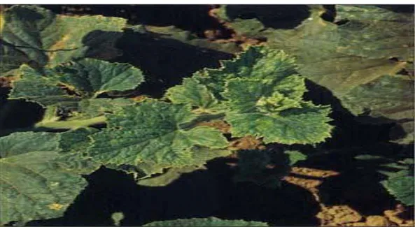 ġekil 3.3. Myzus (Nectarosiphon) persicae‟nin yapraklarda meydana getirdiği zarar  (http://extension.missouri.edu)        
