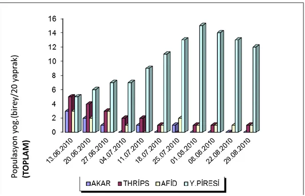 ġekil 3.2.5 Aksaray ili Gülağaç ilçesinde 2010 yılında çerezlik kabak alanlarında toplam  zararlı böcek  yoğunluğu   