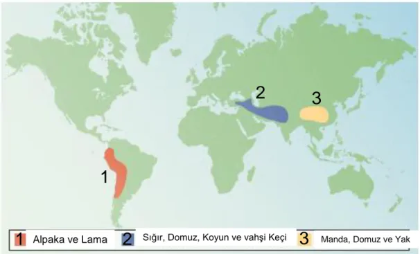 ġekil 1.1. Bazı hayvan türlerinin ilk evcilleĢtirildiği bölgeler (Bruford ve ark  2003‘den derlenmiĢtir)