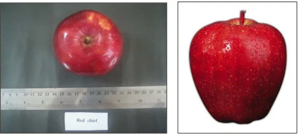 Şekil 3.6. Red Chief elma çeşidi 