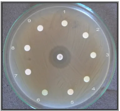 Şekil 4.6. Bitki ekstraktlarının L. monocytogenes Tip 2 Past. Enst. 5434 üzerine  antibakteriyal etkisi 
