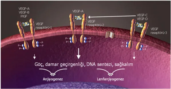 Şekil 1.2. VEGF reseptörleri.
