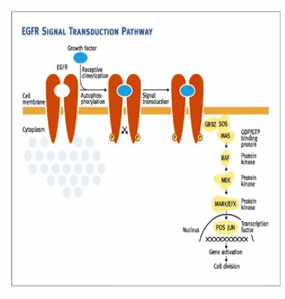Şekil 1.4. EGFR sinyal yolağı.