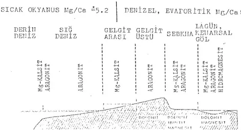 ġekil 2.2. Denizel ortamlarda çökelen birincil karbonat mineralleri ve bunların dönüĢüm ürünleri  (Müller, 1967) 